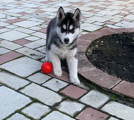 87CEBF88-8D36-4658-BA9B-EA4B1895D8D9.jpeg (179.64 КБ, Просмотров: 2191) 87CEBF88-8D36-4658-BA9B-EA4B1895D8D9.jpeg
