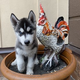 5CA60B8D-0CCC-4F3B-9A26-0BD9ABA76BEC.jpeg (155.79 КБ, Просмотров: 2190) 5CA60B8D-0CCC-4F3B-9A26-0BD9ABA76BEC.jpeg