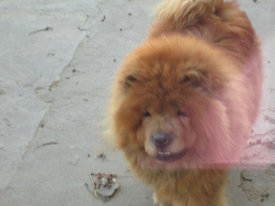 буги.jpg (34.3 КБ, Просмотров: 18309) буги.jpg