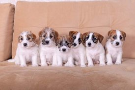 FB_IMG_1650506290543.jpg (27.87 КБ, Просмотров: 8390) FB_IMG_1650506290543.jpg