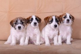 FB_IMG_1650506283216.jpg (27.45 КБ, Просмотров: 8557) FB_IMG_1650506283216.jpg