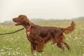 vystavka-50.jpg (138.82 КБ, Просмотров: 1685) vystavka-50.jpg