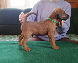 Зелёный8.jpg (428.03 КБ, Просмотров: 11989) Зелёный8.jpg