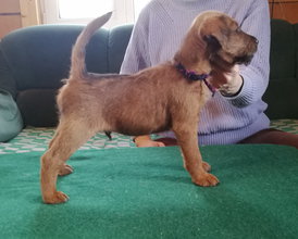 Черно-фиол.jpg (371.22 КБ, Просмотров: 12004) Черно-фиол.jpg