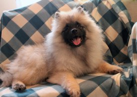 IMG_9035_b.jpg (230.29 КБ, Просмотров: 8407) IMG_9035_b.jpg