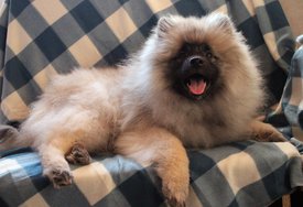 IMG_9084_k.jpg (243.12 КБ, Просмотров: 8475) IMG_9084_k.jpg