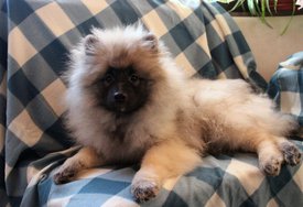 IMG_9093_k.jpg (234.82 КБ, Просмотров: 8411) IMG_9093_k.jpg