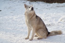 DSC00783.jpg (286.09 КБ, Просмотров: 8132) DSC00783.jpg