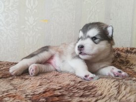 photo_2023-01-26_14-35-35.jpg (118.6 КБ, Просмотров: 8132) photo_2023-01-26_14-35-35.jpg