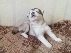 photo_2023-01-26_14-33-39.jpg (117.85 КБ, Просмотров: 8131) photo_2023-01-26_14-33-39.jpg