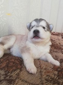 photo_2023-01-26_14-33-41.jpg (105.42 КБ, Просмотров: 8132) photo_2023-01-26_14-33-41.jpg