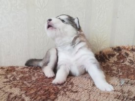 photo_2023-01-26_14-33-36.jpg (82.31 КБ, Просмотров: 8131) photo_2023-01-26_14-33-36.jpg