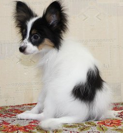 IMG_2466копия.jpg (54.87 КБ, Просмотров: 9910) IMG_2466копия.jpg