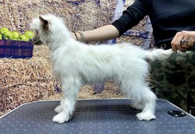 Screenshot_20241021_160630_com.huawei.photos_edit_179465191991590.jpg (565.8 КБ, Просмотров: 3382) Screenshot_20241021_160630_com.huawei.photos_edit_179465191991590.jpg