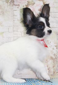 1.1.jpg (216.32 КБ, Просмотров: 1963) 1.1.jpg