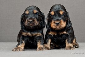 DSC_0042.jpg (163.24 КБ, Просмотров: 2873) DSC_0042.jpg