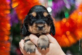 DSC_0142.jpg (174.28 КБ, Просмотров: 2875) DSC_0142.jpg