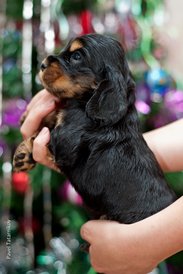 DSC_0148.jpg (168.92 КБ, Просмотров: 2880) DSC_0148.jpg