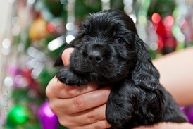 DSC_0164.jpg (166.72 КБ, Просмотров: 2881) DSC_0164.jpg