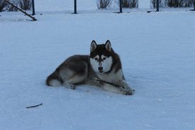 1546026_649374701788218_2144439542_n.jpg (66.53 КБ, Просмотров: 10799) 1546026_649374701788218_2144439542_n.jpg