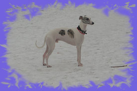 getImage.jpeg (145.85 КБ, Просмотров: 2543) getImage.jpeg