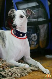 Тм на Выставке в Новосибирске 29.09.12.jpg (499.28 КБ, Просмотров: 2287) Тм на Выставке в Новосибирске 29.09.12.jpg