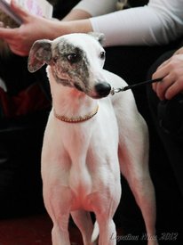 ТИМОХА ВПЕРВЫЕ НА ВЫСТАВКЕ(ЛПП).jpg (113.56 КБ, Просмотров: 2457) ТИМОХА ВПЕРВЫЕ НА ВЫСТАВКЕ(ЛПП).jpg