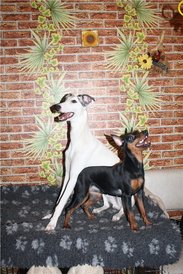 тИМОША И жЕСТЬКА.jpg (96.33 КБ, Просмотров: 2292) тИМОША И жЕСТЬКА.jpg