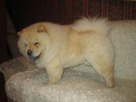 вениамин.jpg (41.22 КБ, Просмотров: 18307) вениамин.jpg