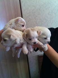 NNcDWwJP5A8.jpg (43.26 КБ, Просмотров: 1346) NNcDWwJP5A8.jpg