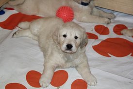 IMG_3971.JPG (553.71 КБ, Просмотров: 1246) IMG_3971.JPG