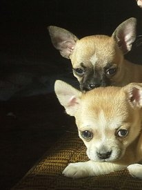 20140206_153110-1.jpg (168.91 КБ, Просмотров: 3683) 20140206_153110-1.jpg