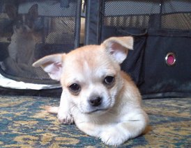 20140218_114033-1.jpg (514.93 КБ, Просмотров: 3674) 20140218_114033-1.jpg