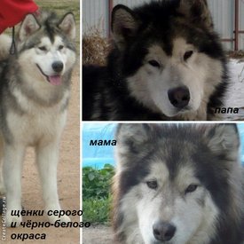 колаж2.jpg (85.12 КБ, Просмотров: 1185) колаж2.jpg