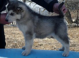 P1180669 (800x584).jpg (308.61 КБ, Просмотров: 1227) P1180669 (800x584).jpg