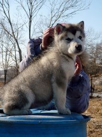 P1180678 (599x800).jpg (330.15 КБ, Просмотров: 1178) P1180678 (599x800).jpg