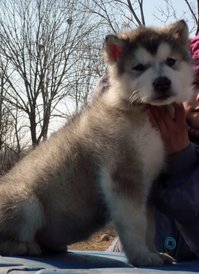 P1180682 (580x800).jpg (302.89 КБ, Просмотров: 1178) P1180682 (580x800).jpg