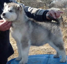 P1180681 (800x765).jpg (377.42 КБ, Просмотров: 1227) P1180681 (800x765).jpg