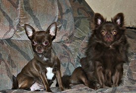 getImage-42.jpeg (292.59 КБ, Просмотров: 1701) getImage-42.jpeg