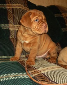 DSC01612 копия.jpg (136.3 КБ, Просмотров: 1553) DSC01612 копия.jpg