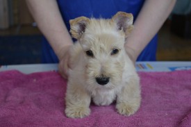 ум2.jpg (96.6 КБ, Просмотров: 1368) ум2.jpg