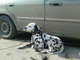 image.jpg (155.46 КБ, Просмотров: 2343) image.jpg