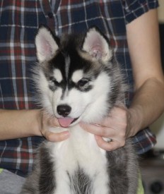 getImage (12).jpg (30.74 КБ, Просмотров: 2161) getImage (12).jpg