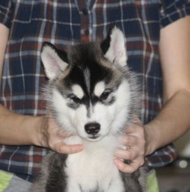 getImage (11).jpg (27.56 КБ, Просмотров: 2186) getImage (11).jpg