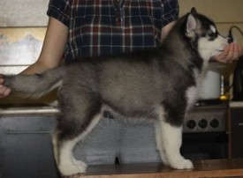 getImage (8).jpg (27.93 КБ, Просмотров: 2118) getImage (8).jpg