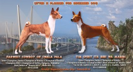 басенджи_исправленный.jpg (914.48 КБ, Просмотров: 1229) басенджи_исправленный.jpg