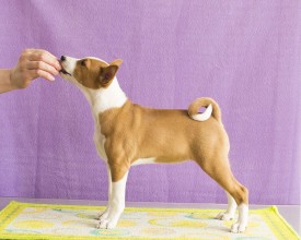 Стойка2-2.jpg (217.9 КБ, Просмотров: 1229) Стойка2-2.jpg