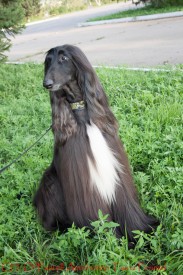 cor (67 из 92).jpg (315.54 КБ, Просмотров: 118642) cor (67 из 92).jpg