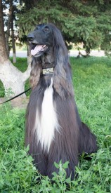 cor (66 из 92).jpg (344.09 КБ, Просмотров: 119209) cor (66 из 92).jpg