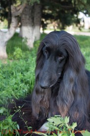 cor (70 из 92)(1).jpg (215.49 КБ, Просмотров: 119220) cor (70 из 92)(1).jpg